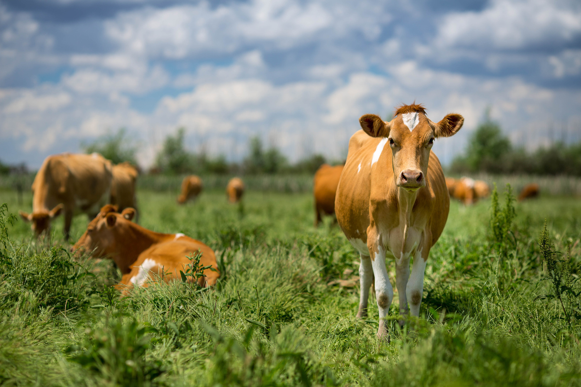 Our product range includes animal origin- and non-animal proteins, feed additives, milk replacers, feed premixes, concentrates, nutritional supplements.